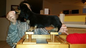 trying those puppy paws at 8 weeks available to the right show home
