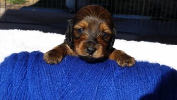 Blue boy Head 4 weeks old
