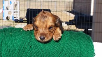 Green boy head 4 weeks old
