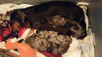 3 weeks old the girls and mom
