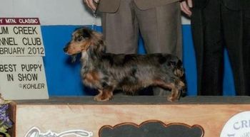 A close up of Lovely Moscato's Best puppy in show picture. What a show dog you already are!!
