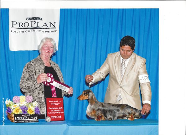 A stunning picture of Jax winning AOM at our Dachshund National!
Jax is available for stud to the right bitch.
(CH JT'S Shooting Star MLD)