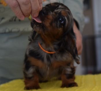 orange girl front shot 6 weeks
