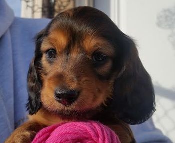 Pink girl head shot 7 weeks now named Lucy
