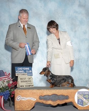 Spoiler's finishing picture! Thank you breeder judge Guy Jeavons for awarding this beautiful girl!!
