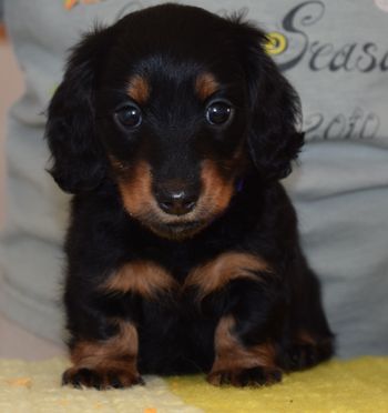 purple girl front shot 6 weeks old May be available to the right home!
