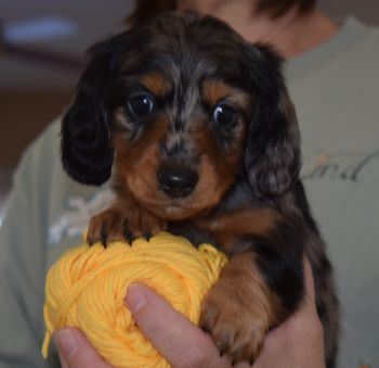 Yellow girl head shot 6 weeks May be available to the right home!
