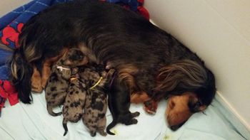 Mommy and pups doing well
