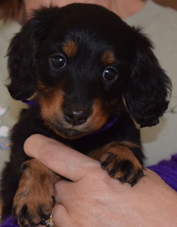 purple girl face shot 6 weeks old May be available to the right home!

