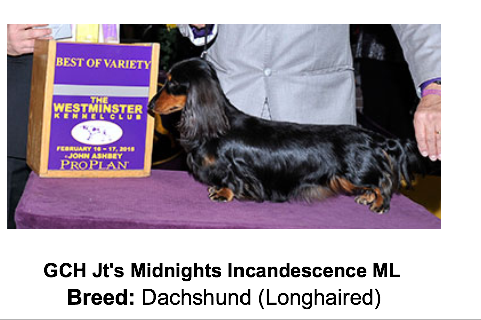 JT'S dachshunds - Dessie