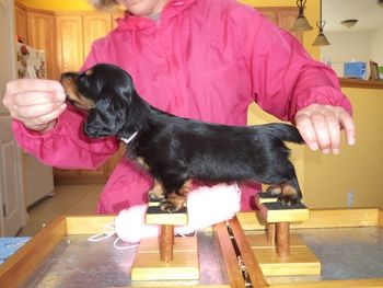 Light Pink Girl 7 weeks old first time on puppy paws!
