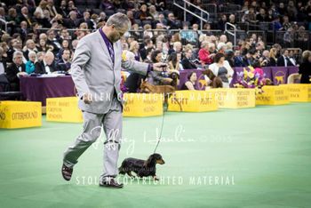 Daddy and Dessie in hound group at Westminster dog show at Madison Square Garden
