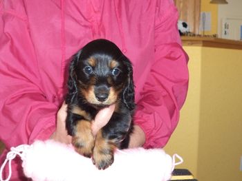 Light Pink Girl's faces shot 7 weeks old.
