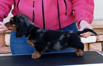 Yellow dapple girl 8 weeks old
