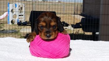 Pink girl head 4 weeks old
