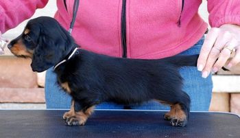 Light Pink B/T girl 8 weeks old
