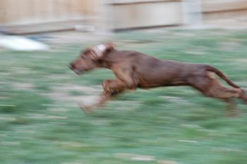 Lucy can almost move as fast as a Grayhound.
