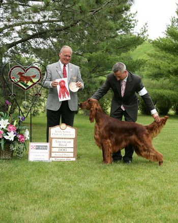 2nd in the American Breed at the 2010 Irish Setter National in Wisconsin. Connor was shown to Perfection by Loran Morgan.
