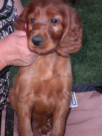 Lucy at 6 weeks old
