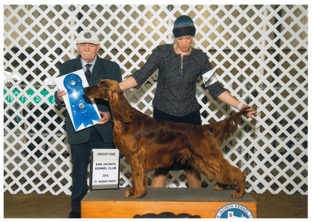 Royal canin best sale irish setter