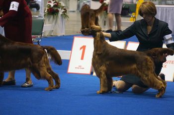 2017 AKC National Dog Shows at Orlando
