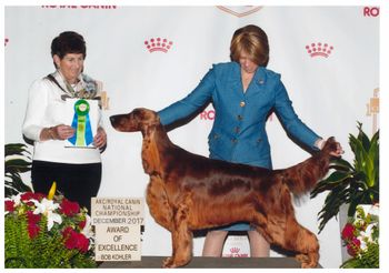 Dixie receiving an Award of Merit at the 2017 AKC National Dog Show in Orlando
