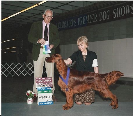 Cairncross 2024 irish setters