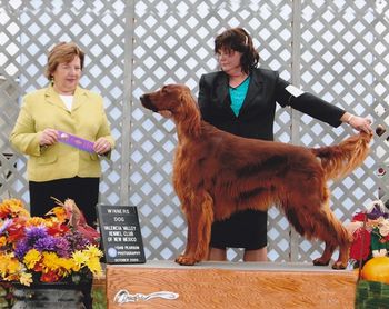 Jonesy taking Winners at the New Mexico Irish Setter Speciality at 17 months
