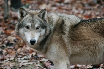 Identifying the Wolf Dog
