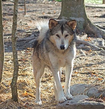 After 2 years here Ringo is doing well. He still requires continuous meds and cannot stay out in extreme cold weather. Ringo is a great house dog and would do much better in a forever home, but will require lifetime care.
