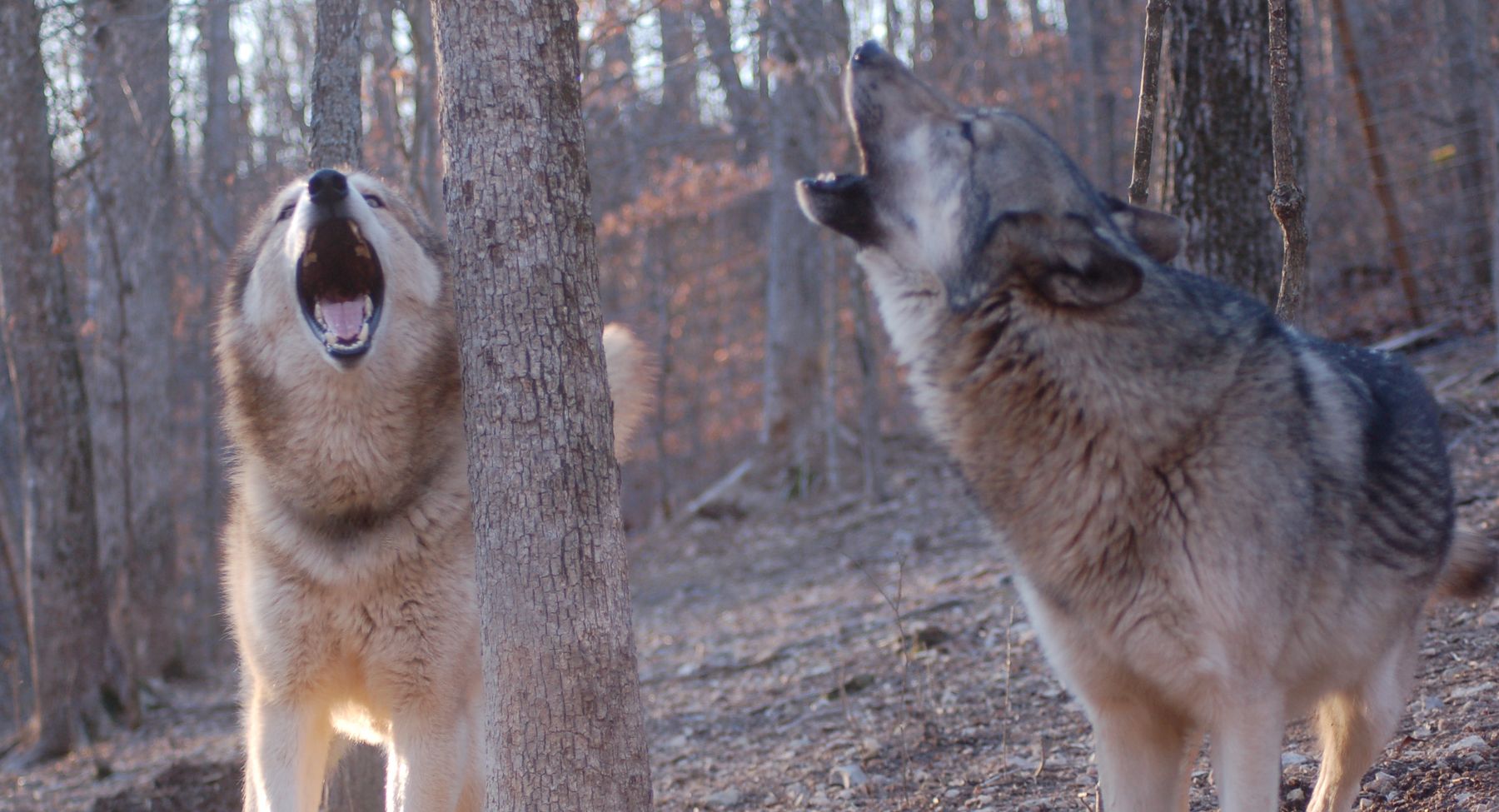 Home [wolf-sanctuary.org]