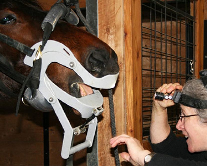 equine-dentisry-floating-the-teeth