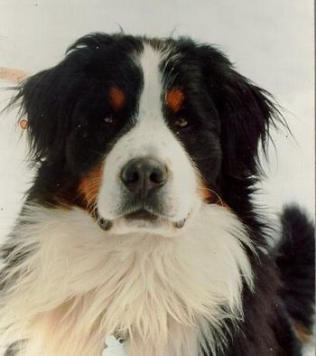 "Can-Dos Take a Chance on Me" - Bernese Mountain Dog
