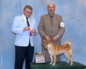 "Justa Calypso Dancer" - Shiba Inu
