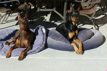 "Marnie" & "AJ" - Doberman Pinscher
