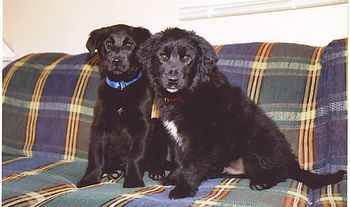 Matt's pups Dave (left) & James (right)
