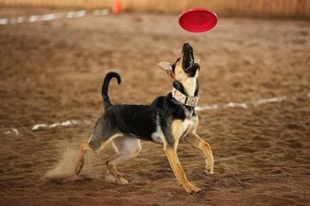 TONKS - 10 month old Shepherd - x. Photo by : Nicholas Dargus
