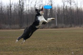 TRAFFIC - 1 year old Bearded Collie - x. Photo by: Kim Russell
