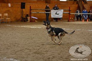 SENTA - 9 year old German Shepherd
Photo by:  Kayley Luftig - Big Ears Pet Photography
