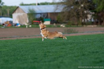 SAWYER - 1 year old Corgi
Photo by:  Kayley Luftig - Big Ear Pet Photography
