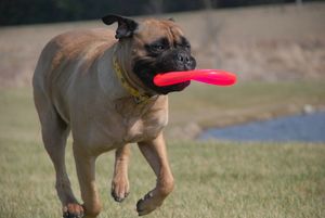 PAISLEY - 5 year old Bullmastiff
