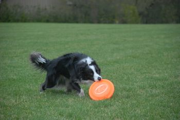 SURFER - 4 year old Border Collie
Photo by: Sue Joy
