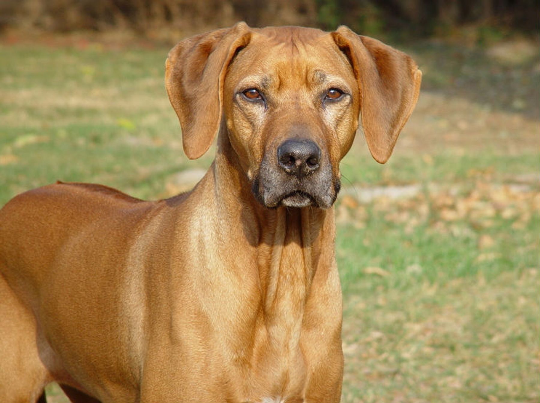 TIGRIS RHODESIAN RIDGEBACKS - Breed Info 3