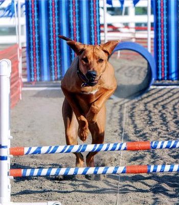 Hermani has earned Novice Agility & Novice Agility Jumpers titles. She'll be competing at the Open level after maternity leave.
