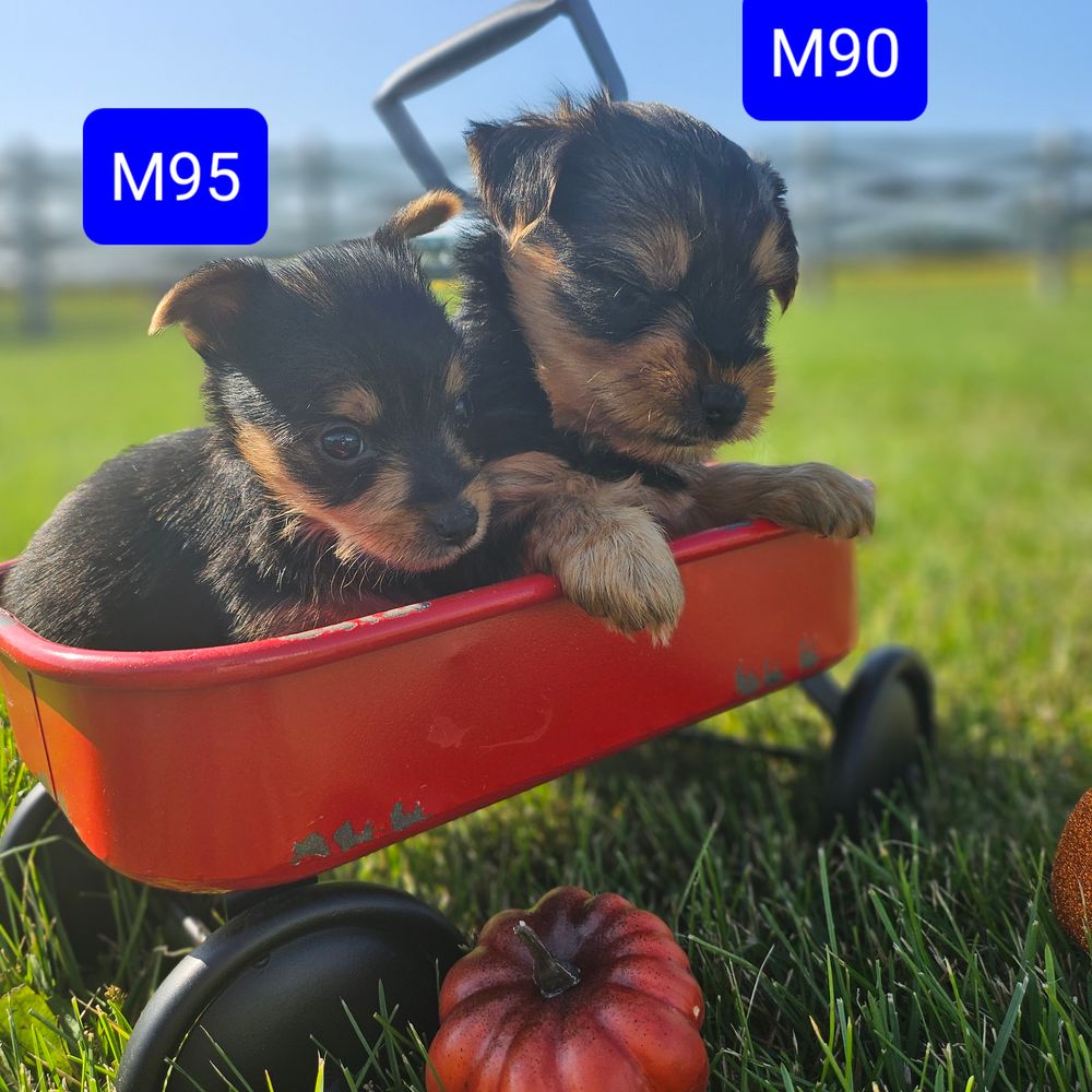 yorkie, yorkie puppies, yorkshire terrier, yorkies for sale