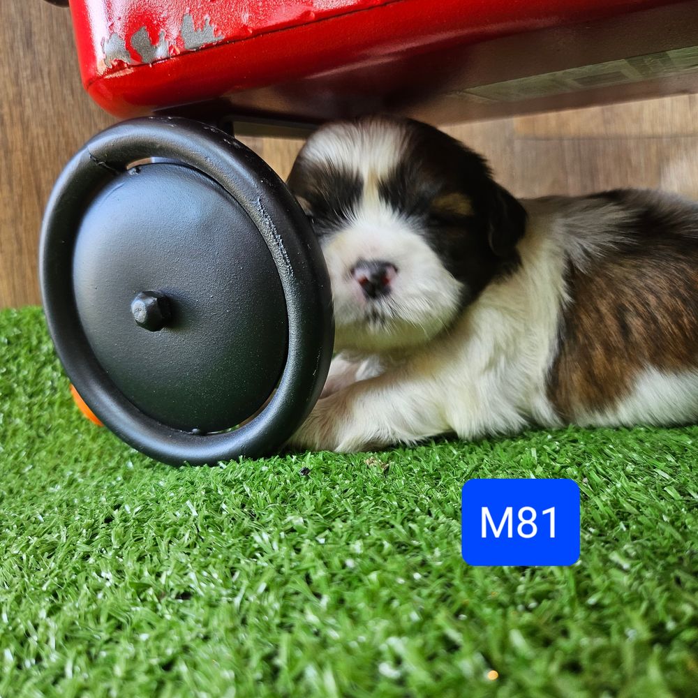 shih tzu, shih tzu puppies for sale