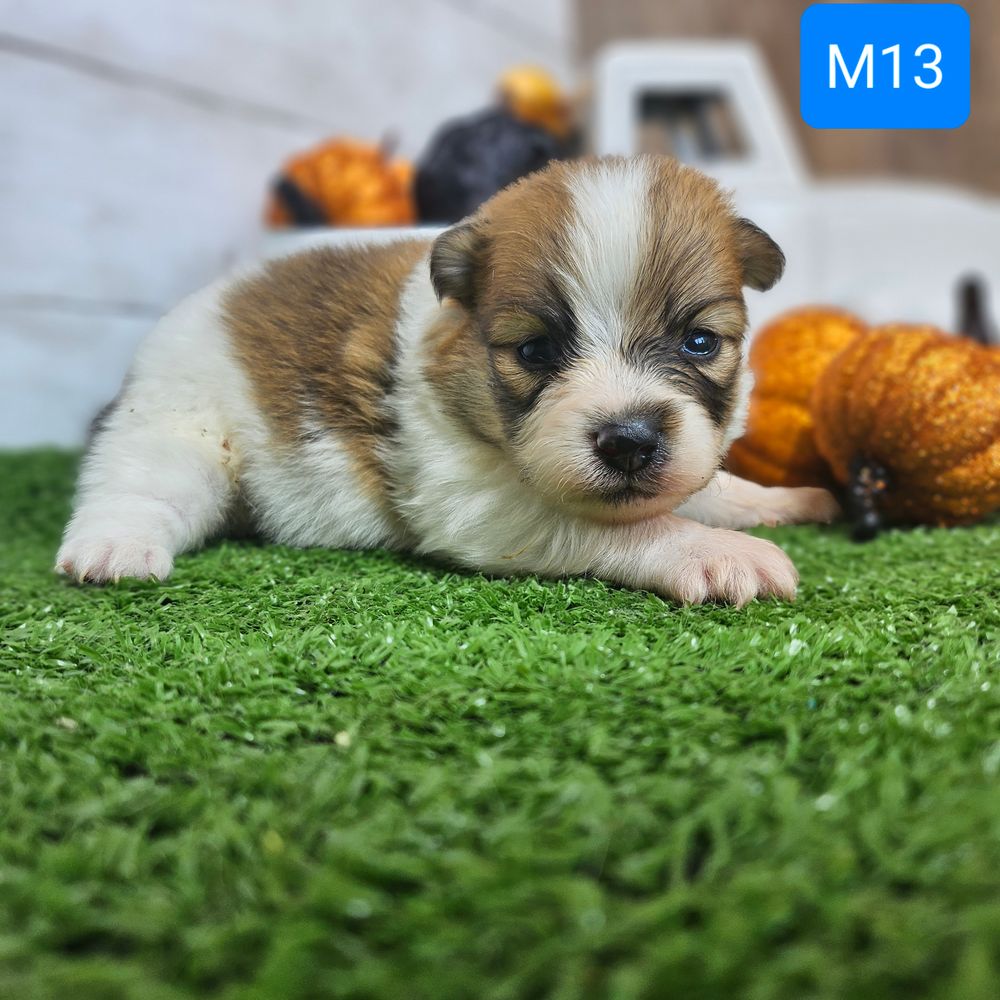 pomeranian, pom puppies, pomeranian puppy
