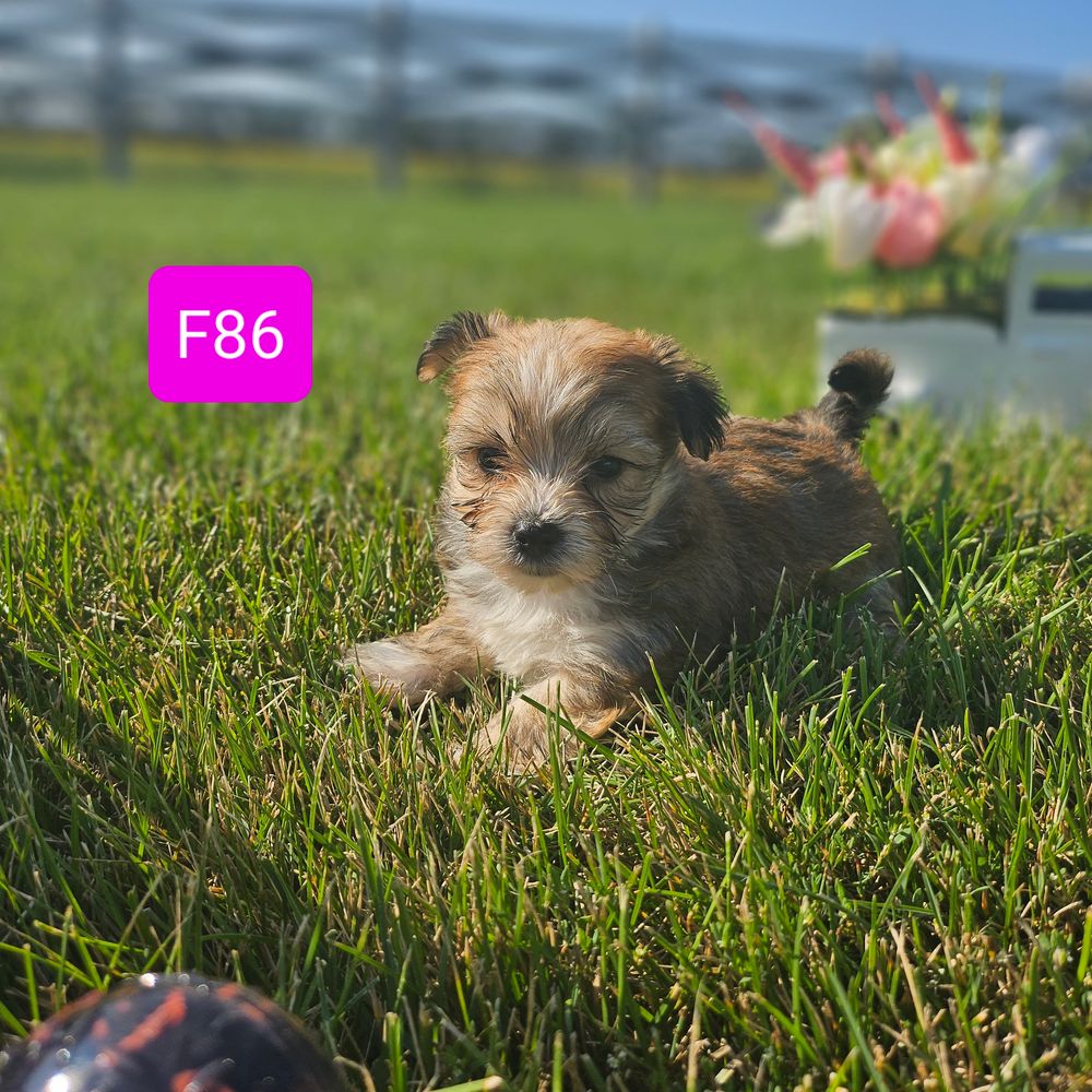 Morkie, morkie puppies, maltise and yorkie