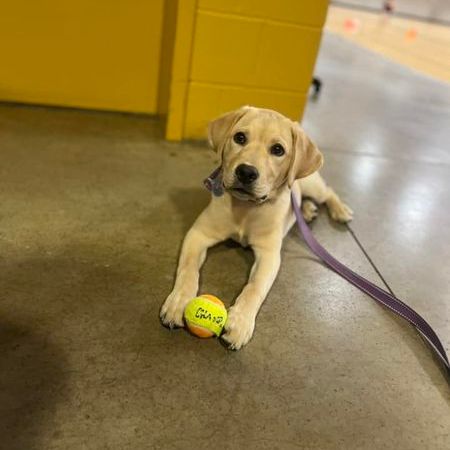 labs, lab puppies, yellow lab puppy, puppy in iowa, labrador retriever