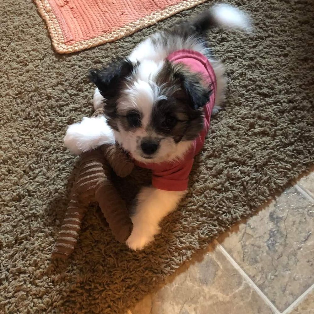 papichon, pappillon, papichon puppies, puppies for sale, bichon, papillonbichon